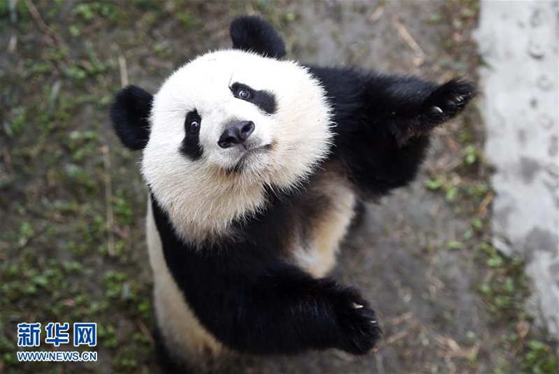 In den USA geborene Panda-Zwillinge geben in Chengdu ihr Debüt