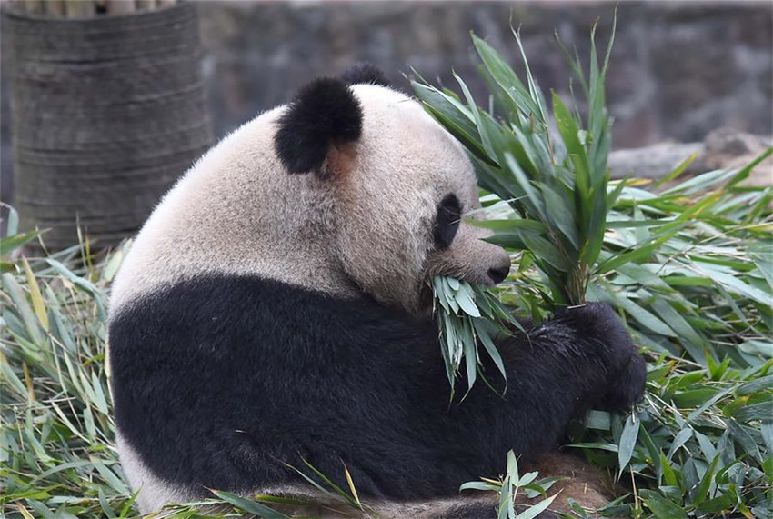 Pflegeheim für Pandas