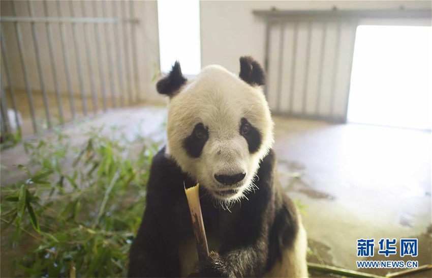 ?ltestes Pandam?nnchen gestorben