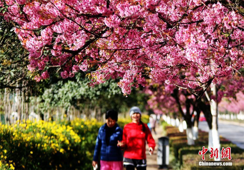 Kirschblüte in Kunming