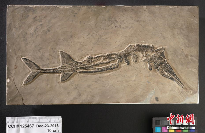 Rückführung chinesischer Kulturgüter und Fossilien aus Kanada
