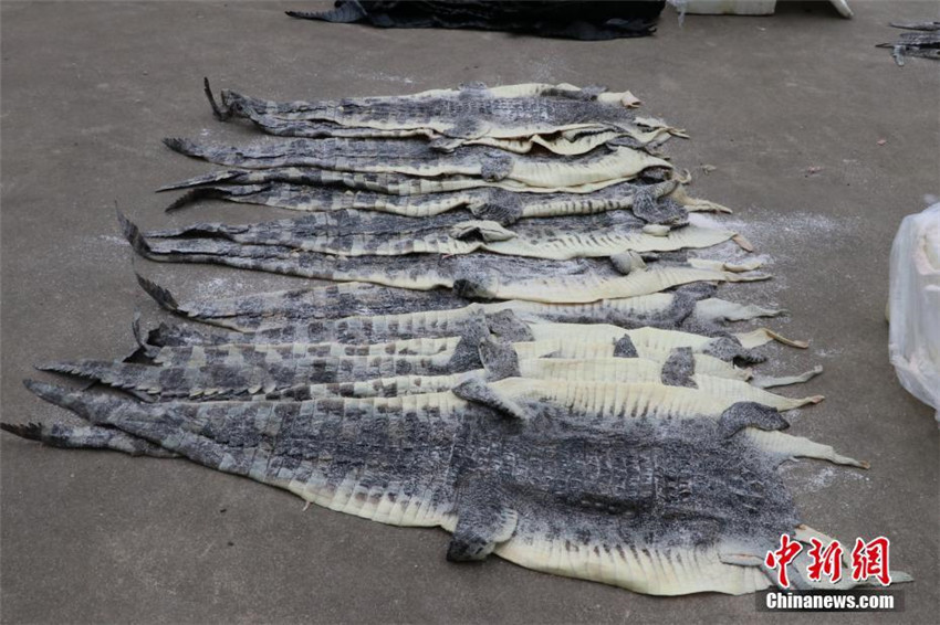 1.609 Krokodilh?ute in Guangxi beschlagnahmt