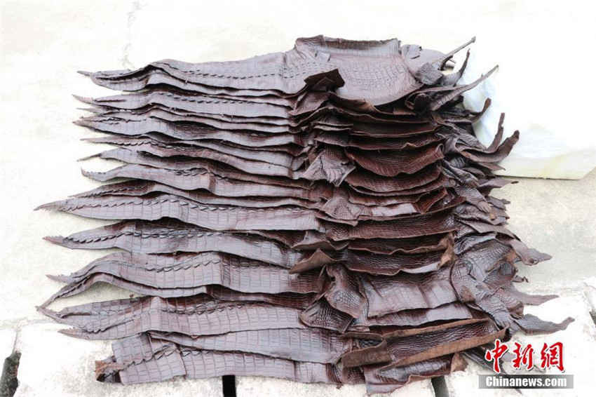 1.609 Krokodilh?ute in Guangxi beschlagnahmt