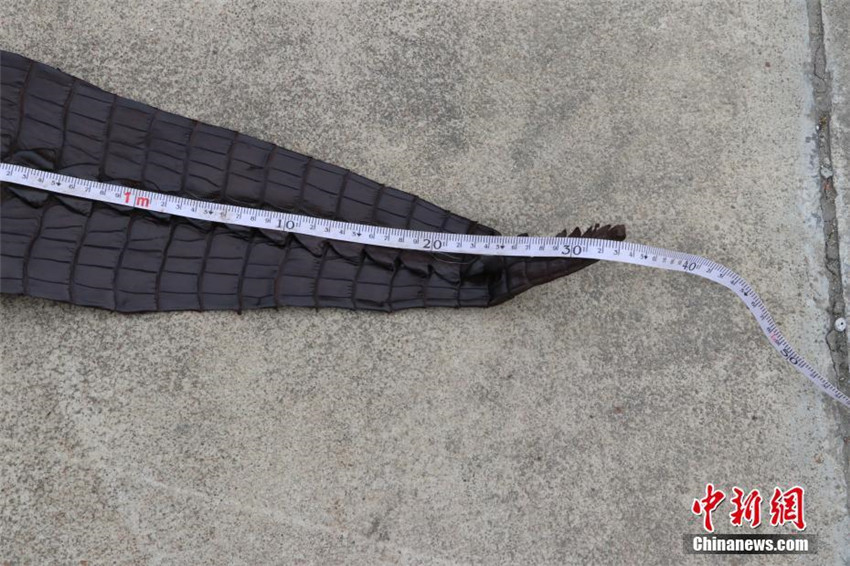1.609 Krokodilh?ute in Guangxi beschlagnahmt