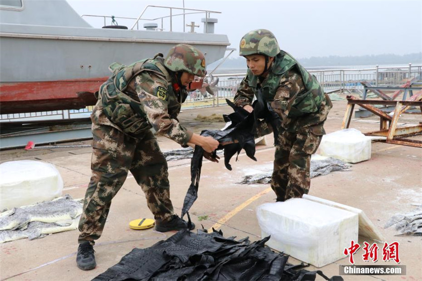 1.609 Krokodilh?ute in Guangxi beschlagnahmt