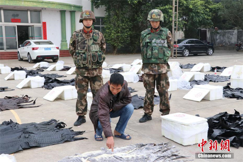 1.609 Krokodilh?ute in Guangxi beschlagnahmt