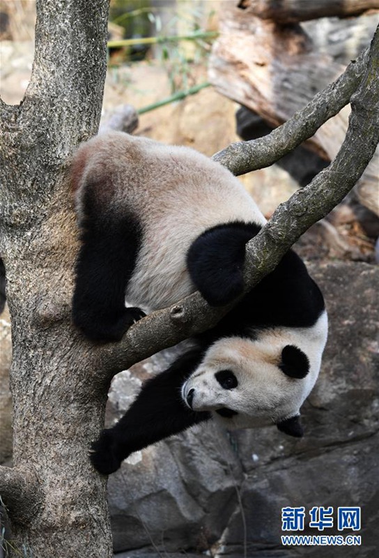 In den USA geborener Panda kehrt nach China zurück