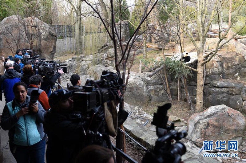 In den USA geborener Panda kehrt nach China zurück