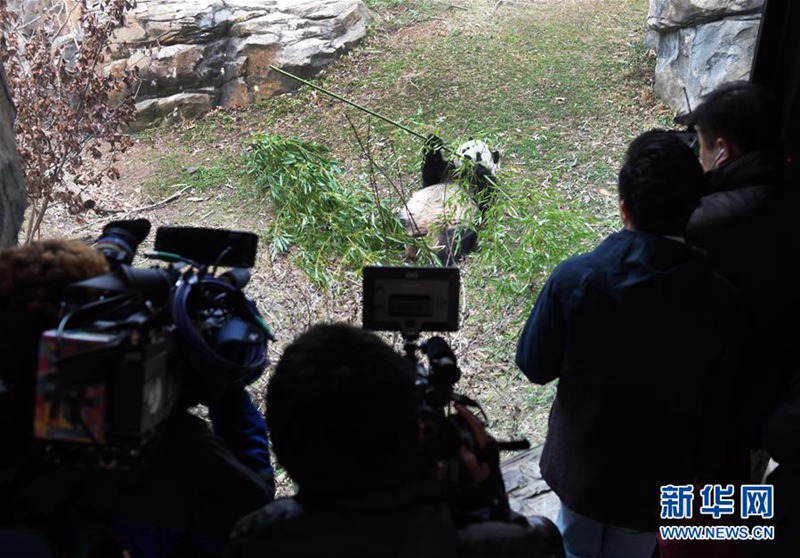 In den USA geborener Panda kehrt nach China zurück