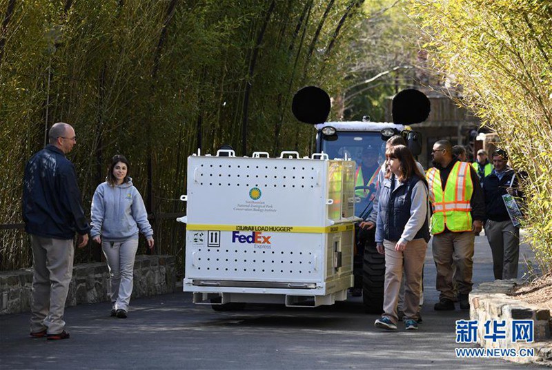 In den USA geborener Panda kehrt nach China zurück