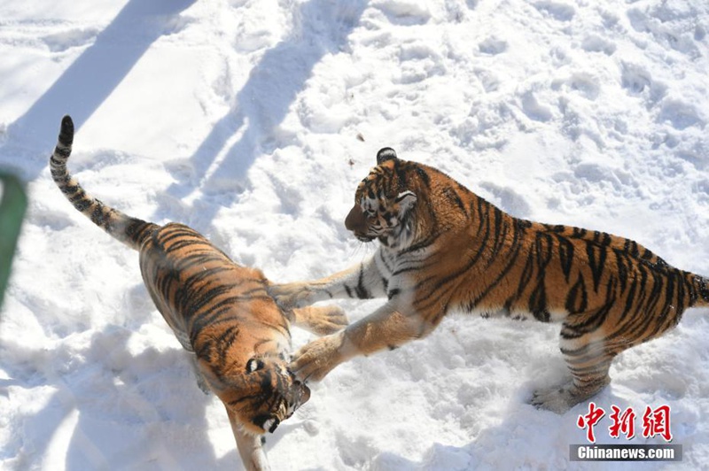 Changchuns Zootiere genie?en den Schnee