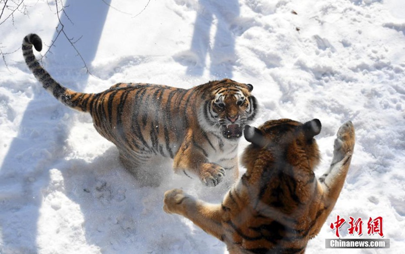 Changchuns Zootiere genie?en den Schnee