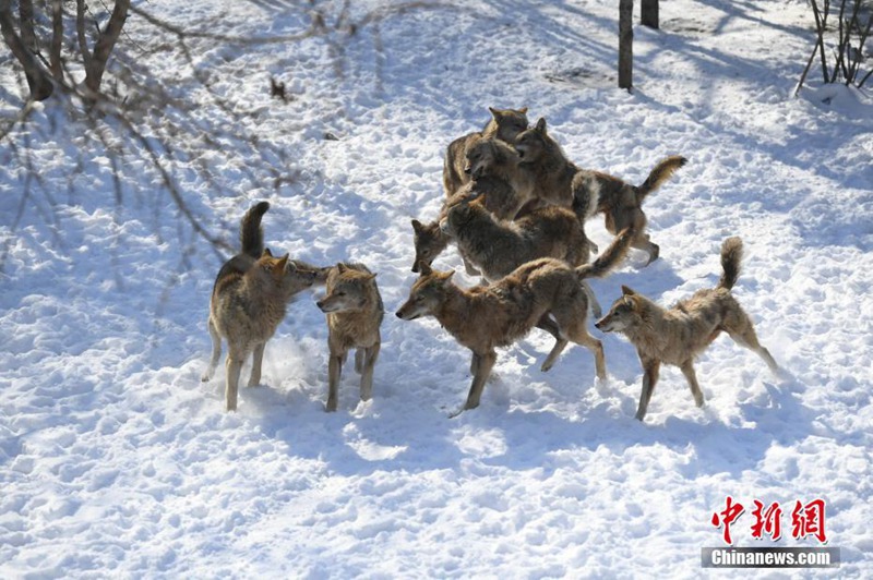 Changchuns Zootiere genie?en den Schnee