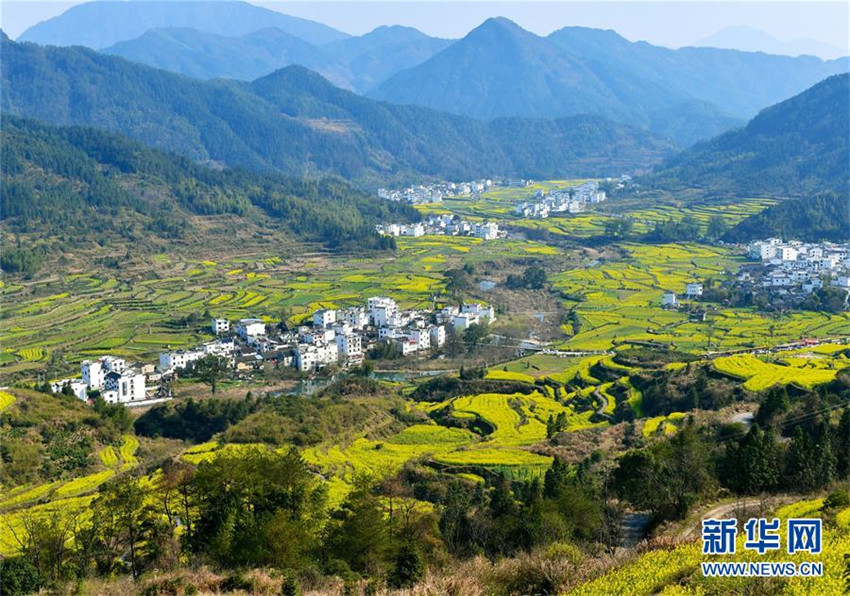 Rapsblüte in Wuyuan