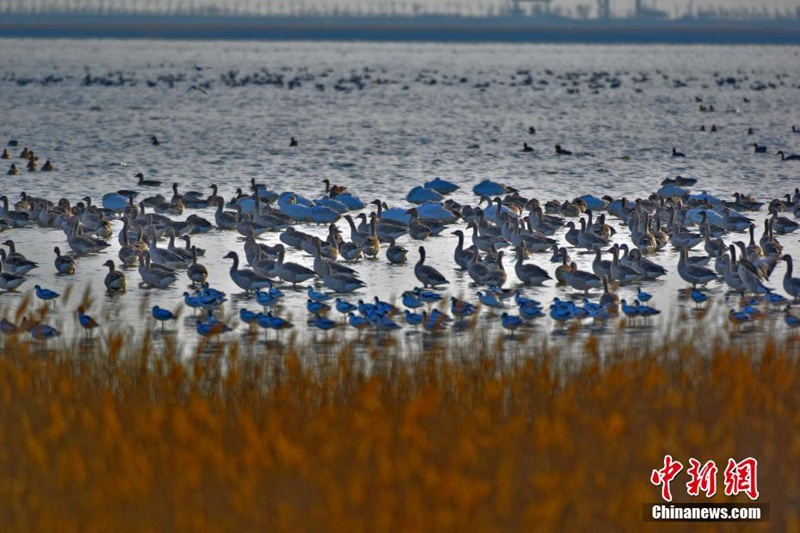 Zehntausende Zugv?gel versammeln sich in Tianjin