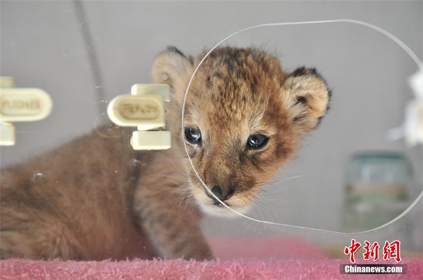 Yunnans Zoo erh?lt ein L?wenbaby