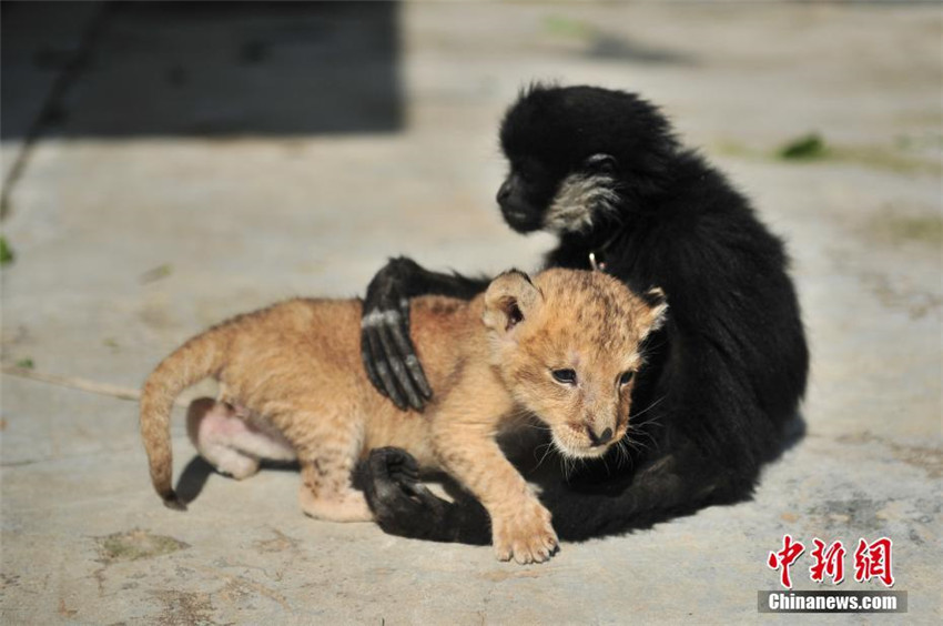 Yunnans Zoo erh?lt ein L?wenbaby