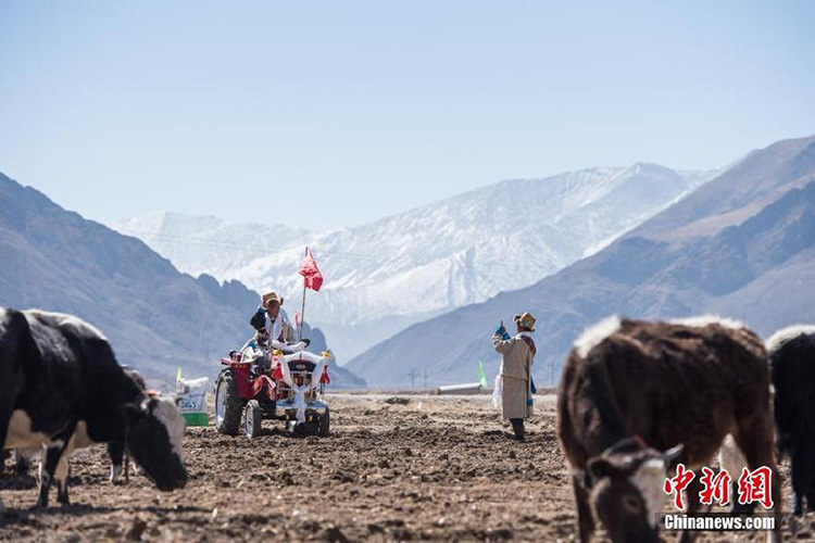 Tibet feiert die Frühjahrsbestellung