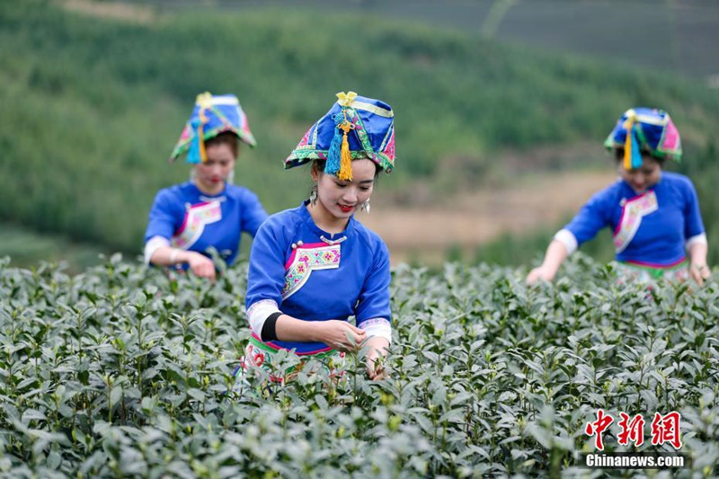 Beginn der Ernte des Mingqian-Tees