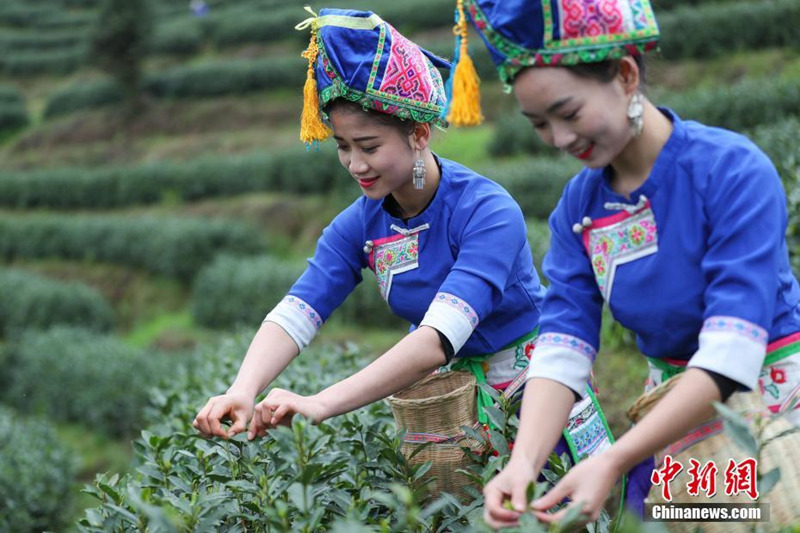 Beginn der Ernte des Mingqian-Tees