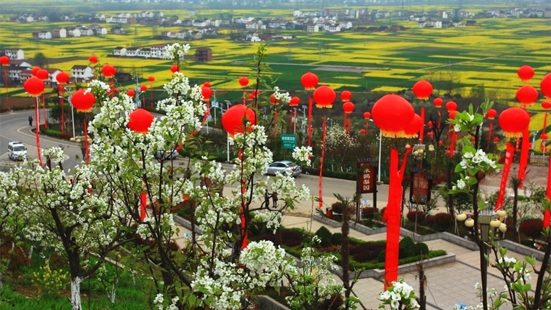 Tourismus- und Kulturfest vom sch?nsten Rapsblütenmeer Chinas 2017 er?ffnet Ende M?rz
