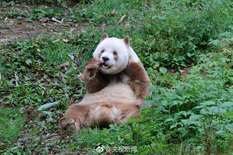 Qizai, der weltweit einzige braune Riesenpanda