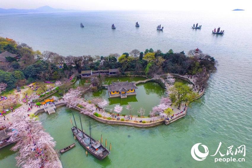 Wuxi: Sch?ne Kirschblumen stehen in voller Blüte