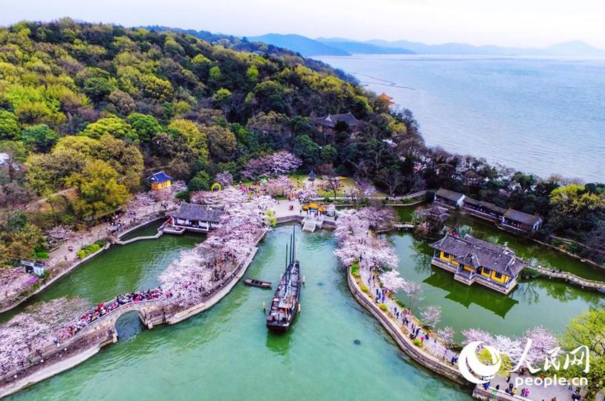 Wuxi: Sch?ne Kirschblumen stehen in voller Blüte