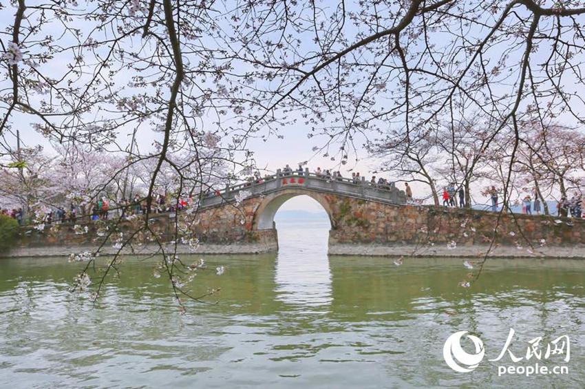 Wuxi: Sch?ne Kirschblumen stehen in voller Blüte