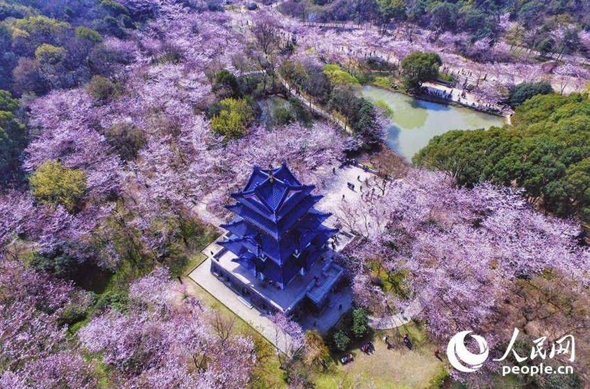 Wuxi: Sch?ne Kirschblumen stehen in voller Blüte