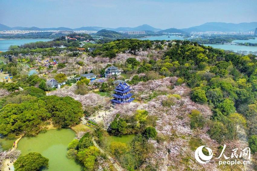 Wuxi: Sch?ne Kirschblumen stehen in voller Blüte