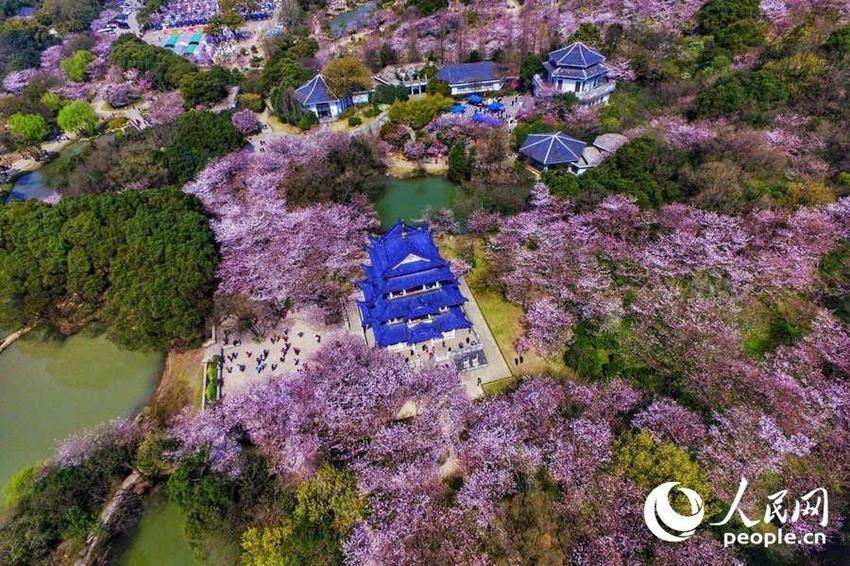 Wuxi: Sch?ne Kirschblumen stehen in voller Blüte