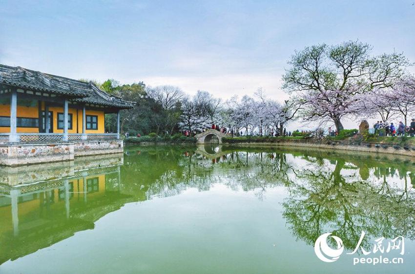 Wuxi: Sch?ne Kirschblumen stehen in voller Blüte