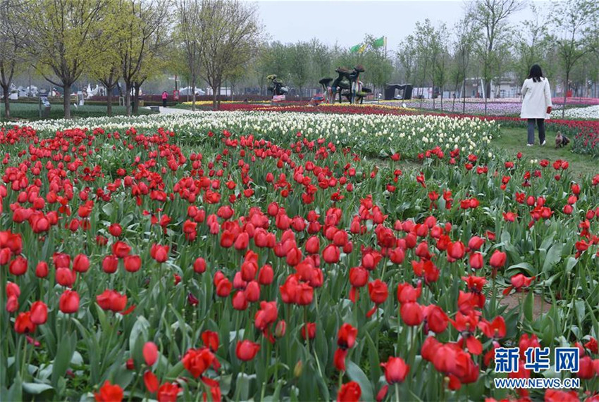 Tulpenblüte in Beijing