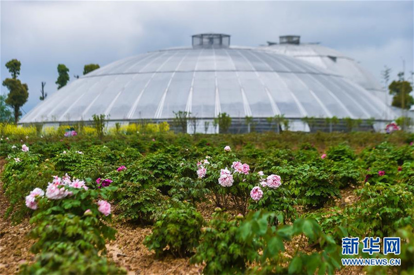 Zhejiangs Planetenfarm begrü?t die Blütezeit