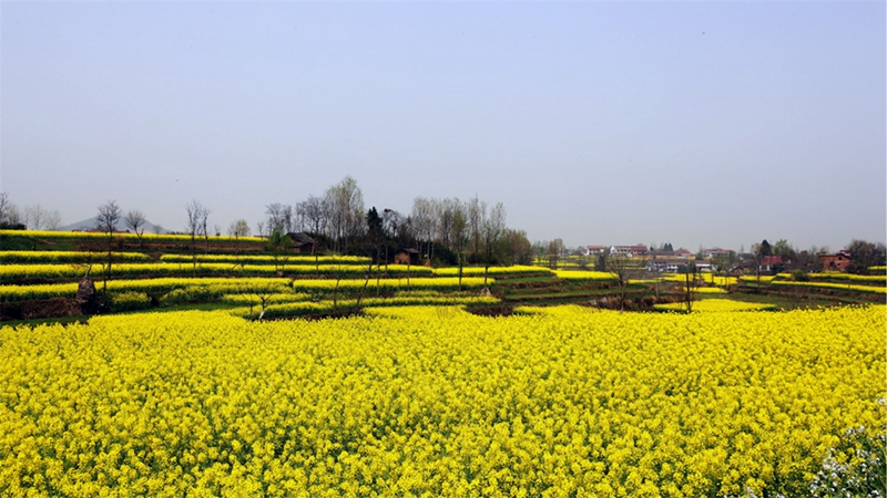 Chinas sch?nstes Rapsblütenmeer – Tourismus- und Kulturfest in Hanzhong im M?rz er?ffnet