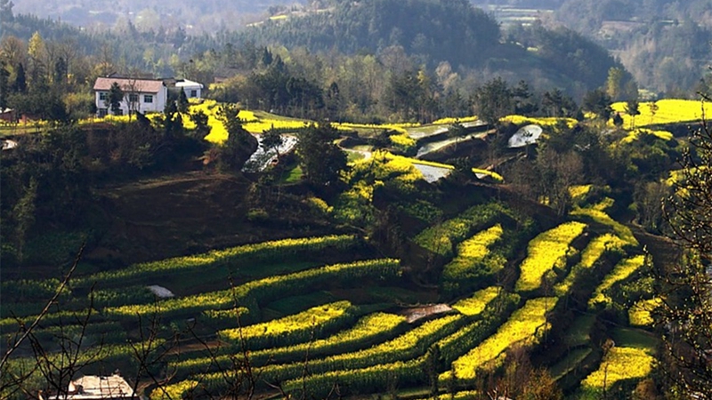 Chinas sch?nstes Rapsblütenmeer – Tourismus- und Kulturfest in Hanzhong im M?rz er?ffnet