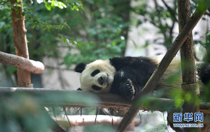 Chinas Pandab?ren ?Hexing“ und ?Maoer“ werden nach D?nemark reisen 