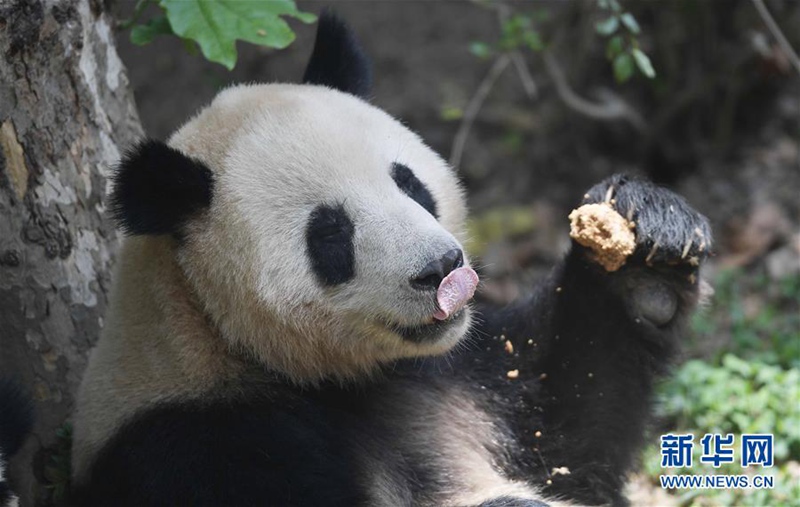 Chinas Pandab?ren ?Hexing“ und ?Maoer“ werden nach D?nemark reisen 