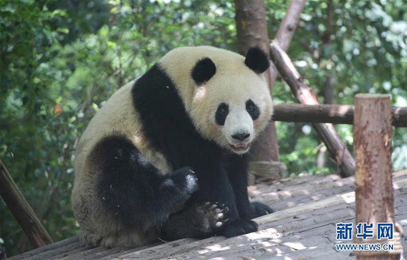 Chinas Pandab?ren ?Hexing“ und ?Maoer“ werden nach D?nemark reisen 