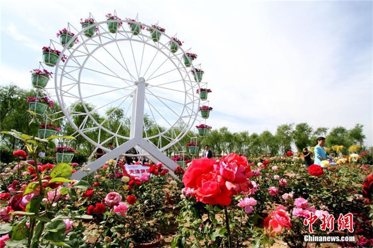 Erste Teerosenmesse von Beijing, Tianjin und Hebei er?ffnet