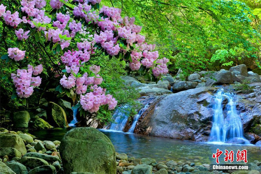 Azaleenblüte in Sichuan