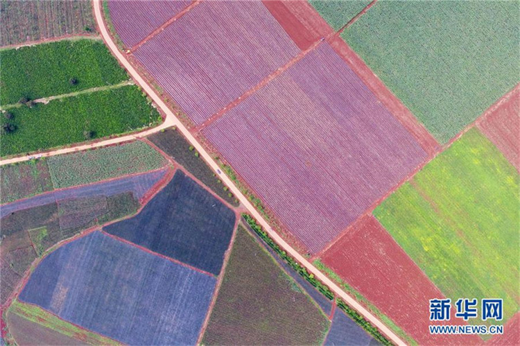 ?Ananas-Meer“ in Guangdong