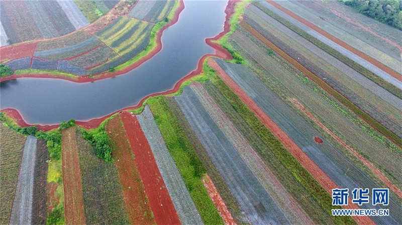 ?Ananas-Meer“ in Guangdong