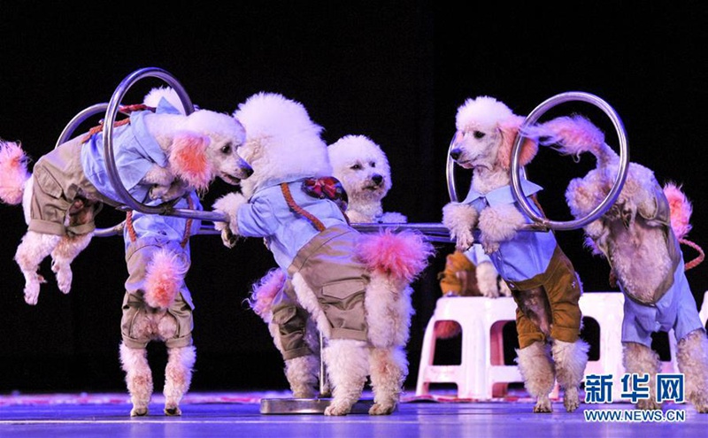 Seidenstra?en-Zirkuskarneval in ürümqi
