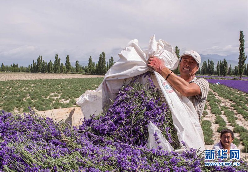 7. Internationales Lavendel-Tourismusfest in Ili er?ffnet