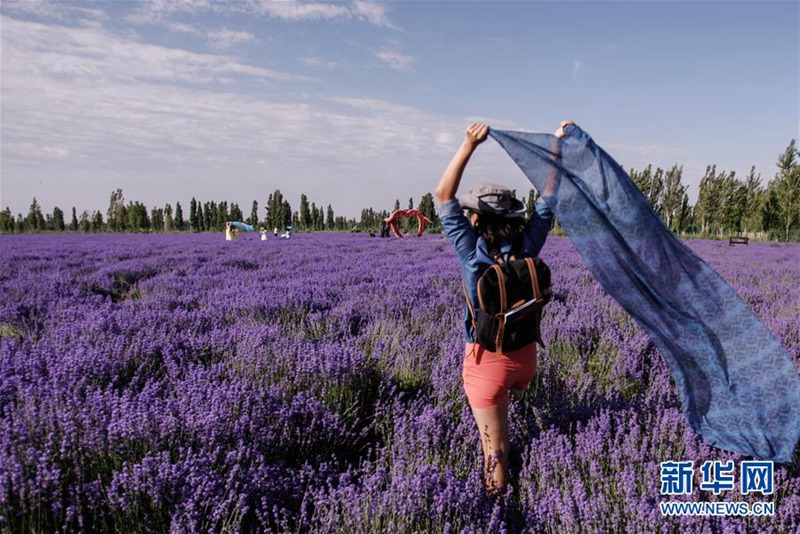 7. Internationales Lavendel-Tourismusfest in Ili er?ffnet