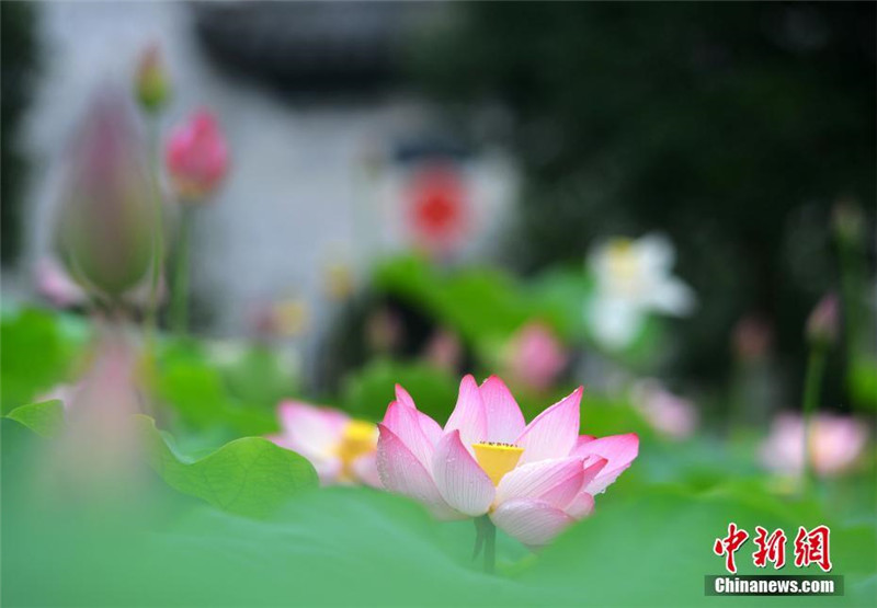 Wuyuans blühende Lotosblumen bet?ren die Touristen
