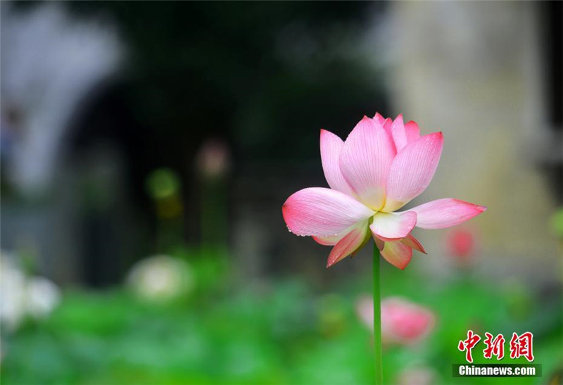 Wuyuans blühende Lotosblumen bet?ren die Touristen