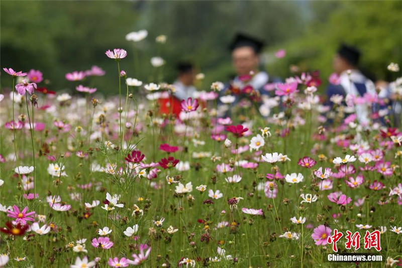 Sch?ne blühende Galsang-Blumen auf Universit?tscampus in Nanjing
